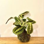 Kokedama Marantha