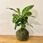 Kokedama Calathea