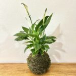 Kokedama Spathiphyllum