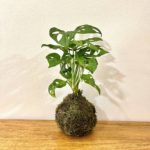 Kokedama Monstera