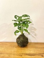 Kokedama Monstera