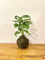 Kokedama Monstera – Obrázok 2