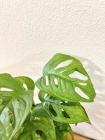 Kokedama Monstera – Obrázok 3