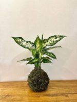 Kokedama Aucuba japonica