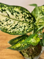 Kokedama Aucuba japonica – Obrázok 2