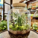 Rastlinné terárium - Jungle