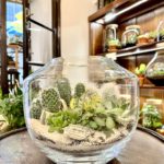 Rastlinné terárium - Oáza