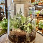 Rastlinné terárium - XXL