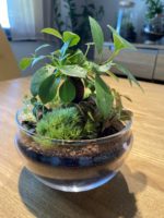 Rastlinné terárium - Egg