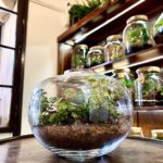 Rastlinné terárium - Guľa