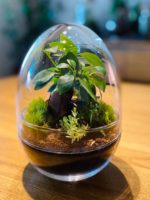 Rastlinné terárium - Egg