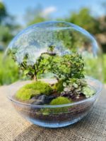 Rastlinné terárium - Bonsai guľa