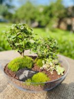 Rastlinné terárium - Bonsai guľa